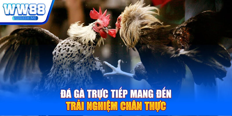 Quy định về thời gian mỗi trận thi đấu đá gà Thomo