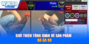 Giới thiệu tổng quan về sản phẩm đá gà 88