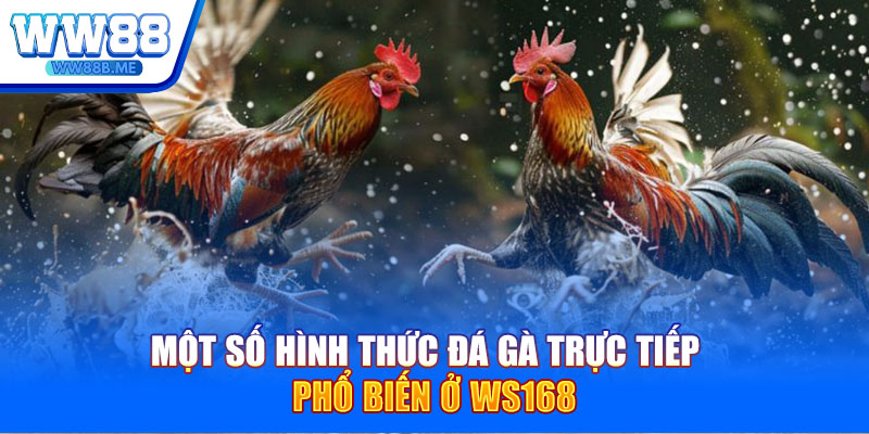 Một số hình thức đá gà trực tiếp phổ biến ở Ws168